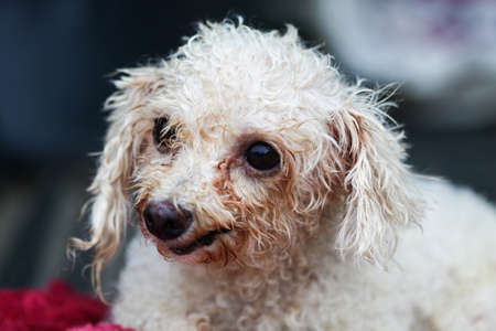 Old poodle sitting on the red table, Old dogs.の写真素材