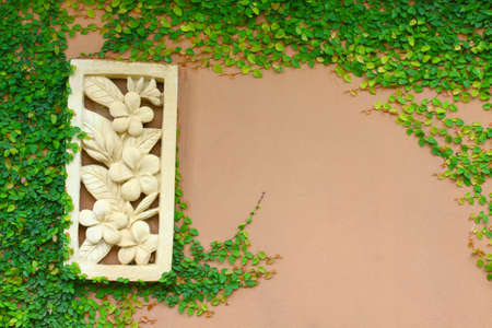 Green leaves ferns on the wall, Old walls with nature. Texture or background for presentation paper,の写真素材