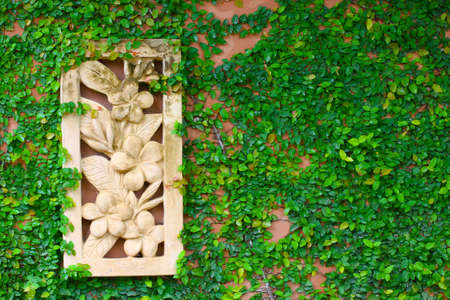 Green leaves ferns on the wall, Old walls with nature. Texture or background for presentation paper,の写真素材