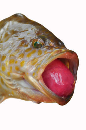 Fresh Grouper on white background,Fillet of Fish, Healthy food, Fresh fish from sea.の写真素材