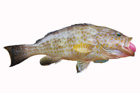 Fresh Grouper on white background,Fillet of Fish, Healthy food, Fresh fish from sea.の写真素材