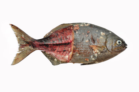 Fresh fish isolate on white back ground, Fillet of Fish, Healthy food, Fresh fish from sea.