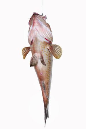 Fresh Grouper on white background,Fillet of Fish, Healthy food, Fresh fish from sea.の写真素材