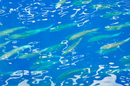 Sea surface for background or texture, Colorful background.の写真素材