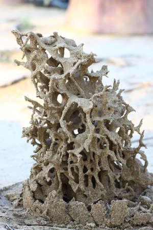 tropical termite nest in the nature, termite mound in nature.の写真素材