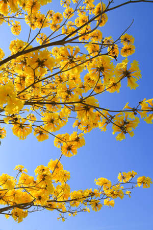 Yellow flower background on sun light or good weather days.の写真素材