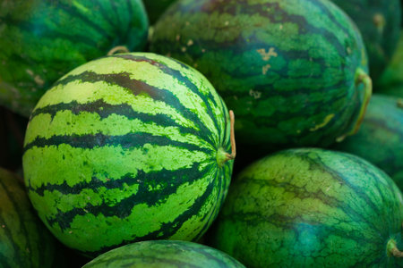 Fresh watermelons on shelves in the market or supermarket, Healthy fruit and drink, Closeup green...