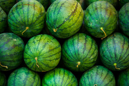 Fresh watermelons on shelves in the market or supermarket, Healthy fruit and drink, Closeup green watermelons on fruit background.の写真素材