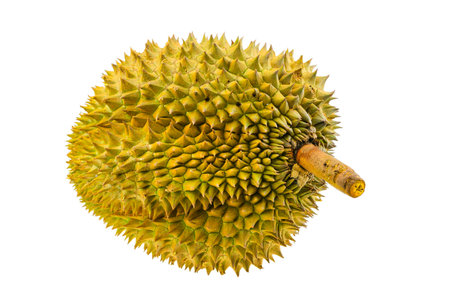 Durian fruit isolated on white background, Fresh fruit from orchard, King of fruit from Thailand,...