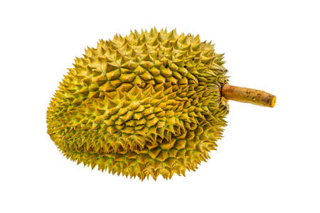 Durian fruit isolated on white background, Fresh fruit from orchard, King of fruit from Thailand, Many people like this fruit but some people din't like because so smell.の写真素材
