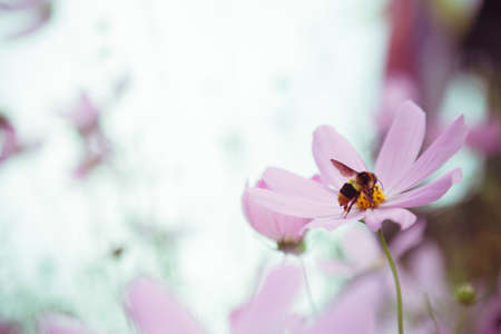 Flower background for vintage style,Thailand Cosmos Flower, Cosmos Flower Blossom,Closeup flower in the garden.の写真素材