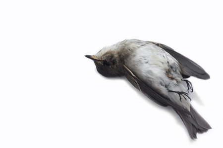 dead bird background in nature, isolated dead bird on white.
