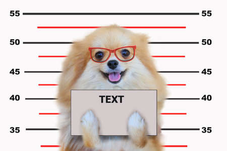 pomeranian dog,close up portrait pomeranian dog small isolation on white background, small dog of a breed with long silky hair, a pointed muzzle, and pricked ears.の写真素材