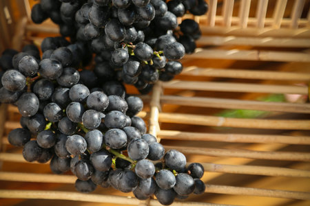fresh berry or grape fruit in orchard, Clean fruit or popular fruit background, market fruit from...