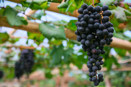 fresh berry or grape fruit in orchard, Clean fruit or popular fruit background, market fruit from agriculture orchard, fresh fruit in the nature.の写真素材