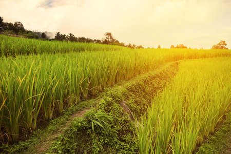 Green Rice fields on terracedの写真素材
