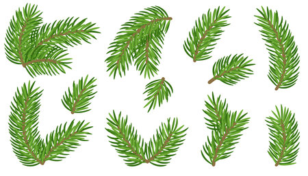 Fir branches set isolated on white background. Pine tree, conifer, realistic spruce small and large, combined and separate, xmas evergreen plants element. Christmas symbol design. Winter decor. Vectorのイラスト素材