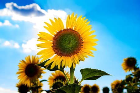 Sunflower with clouds in the backgroundの写真素材