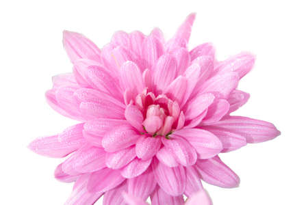 Beautiful pink purple flower with waterdrops on cobwebs or threads on pure white 255 backgroundの写真素材