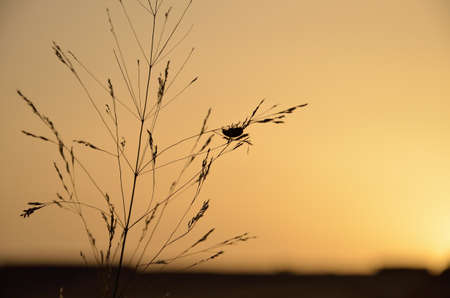 Flowers in shades of twilightの写真素材