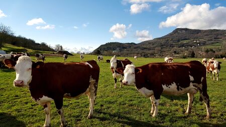 Cows in their preyの写真素材
