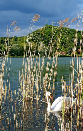 Cygne on the rhoneの写真素材