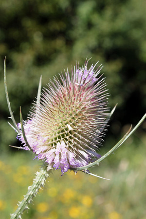 Fleur des champs, the thistleの写真素材
