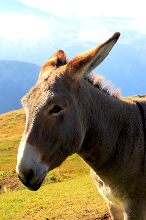 Donkeyの写真素材
