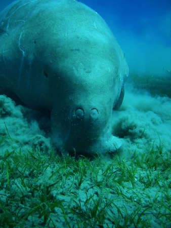 manateeの写真素材