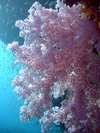 coral reefsの写真素材