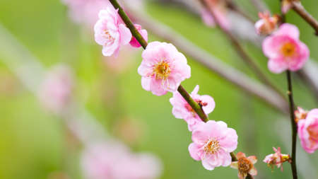 Pink Plum blossom, known as Mume flower in Chineseの写真素材