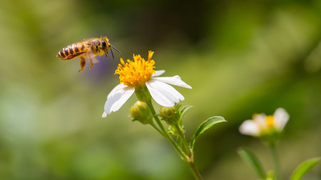 Flying Honey Bee