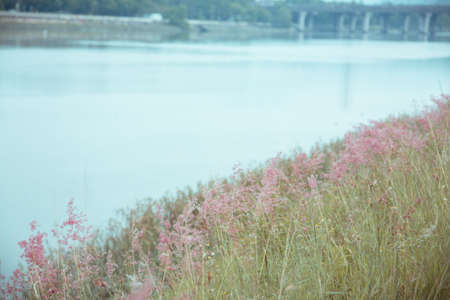 Flowers at the river sideの写真素材