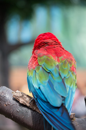 Lovely parrotの写真素材