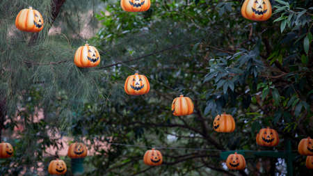 Halloween Pumpkin hanging on treeの写真素材