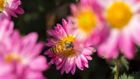 Honey bee on the flowerの写真素材
