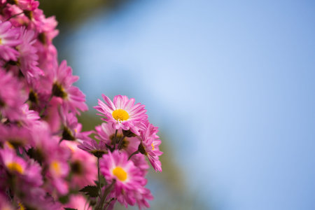 chrysanthemumの写真素材