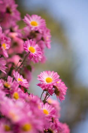 chrysanthemumの写真素材