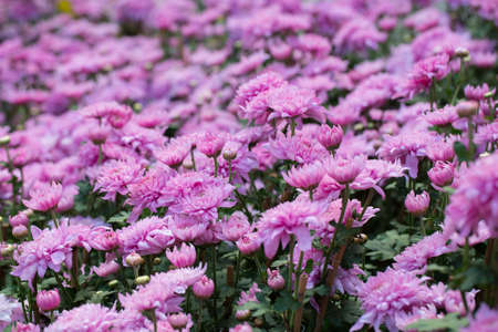 chrysanthemumの写真素材