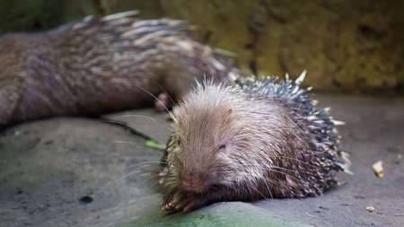 Porcupineの写真素材