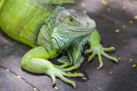 A Green Lizardの写真素材