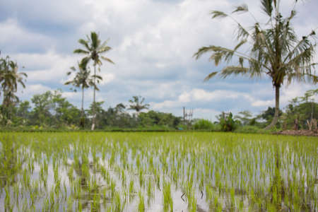 Rice Filed in Bali, Indonesiaの写真素材