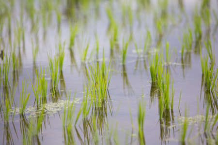 Rice Filed in Bali, Indonesiaの写真素材