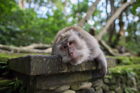 Monkeyの写真素材