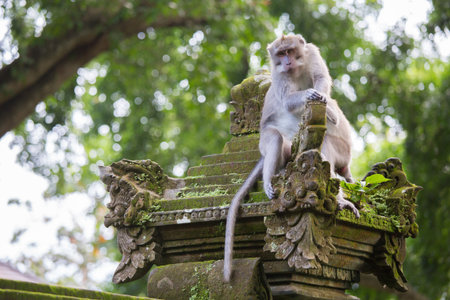 Monkey