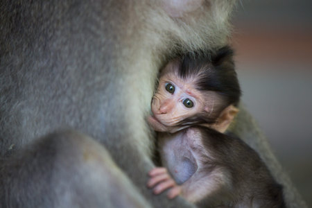Baby Monkey