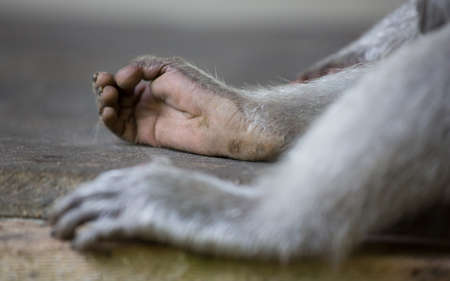 Monkeyの写真素材