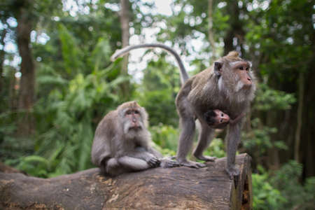 Monkeyの写真素材