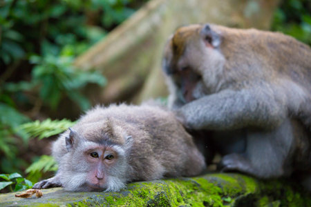Monkey