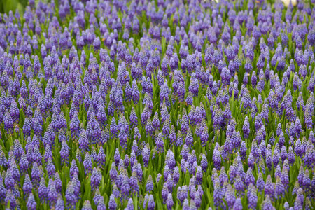 Lavender flowers